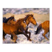 Horses running post card
