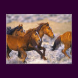 Horses running