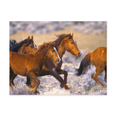Horses running post card by PawsandClaws