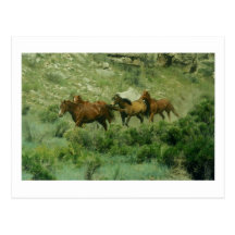 Horses Running Postcard