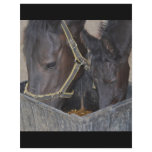 Horses sharing flyers