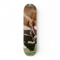 Horses Skate Boards