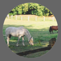 Horses stickers