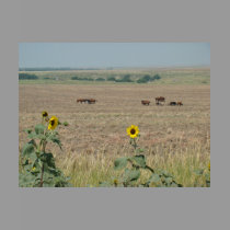 Horses & Sunflowers t-shirts