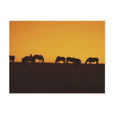 Horses Sunset Silhouettes Postcards by HorseLoversGifts