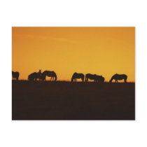 Horses Sunset Silhouettes postcards
