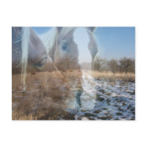Horses Winter Greeting postcards