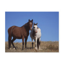 Horses with Sky Background postcards