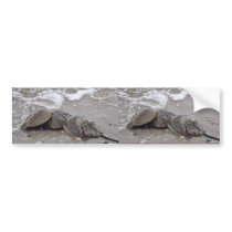 Horseshoe Crab bumper stickers