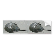 Horseshoe Crab bumper stickers