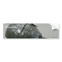 Horseshoe Crab bumper stickers