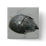 Horseshoe Crab Button