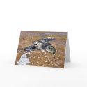 Horseshoe Crab Greeting Card - Inside Blank
