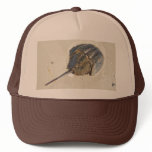 Horseshoe Crab Hat