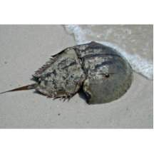 Horseshoe Crab - male Acrylic Cut Out
