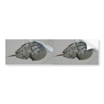 Horseshoe Crab - male bumper stickers