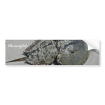 Horseshoe Crab - male Bumper Stickers