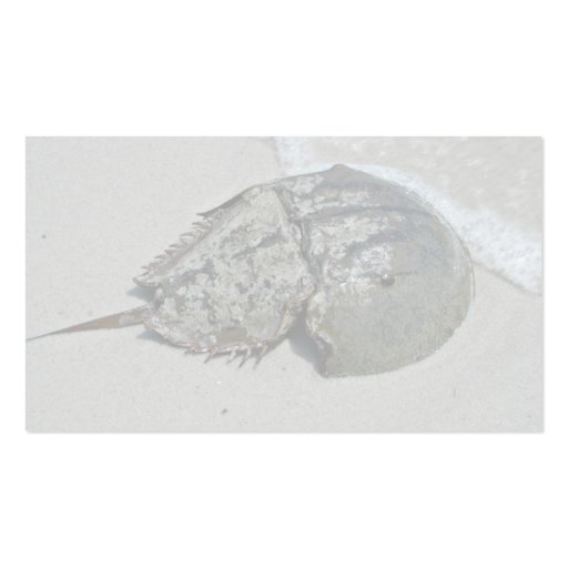 Horseshoe Crab - male Business Card Template (back side)