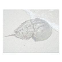 Horseshoe Crab - male Personalized Invite