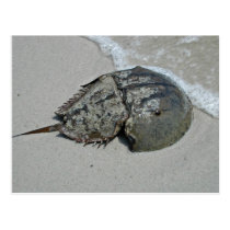 Horseshoe Crab - male postcards