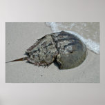 Horseshoe Crab - male Print
