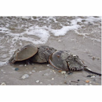 Horseshoe Crab photo sculptures