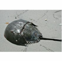 Horseshoe Crab photo sculptures