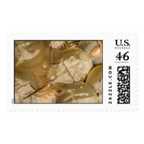 Horseshoe Crab Postage Stamp