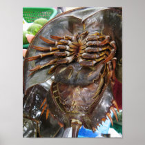 Horseshoe Crab