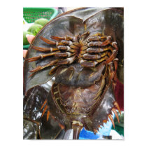 Horseshoe Crab - Poster