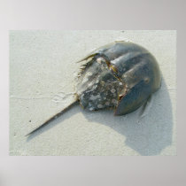 Horseshoe Crab Poster