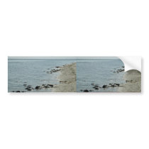 Horseshoe Crabs along beach bumper stickers
