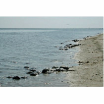 Horseshoe Crabs along beach photo sculptures