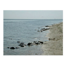 Horseshoe Crabs along beach Postcards