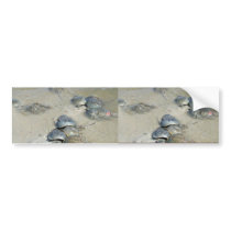 Horseshoe Crabs in water bumper stickers