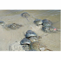 Horseshoe Crabs in water photo sculptures