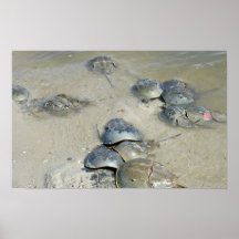 Horseshoe Crabs in water Posters