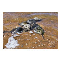Horseshoe Crabs <> Prints, Frames, Mats