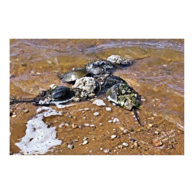Horseshoe Crabs <> Prints, Frames, Mats by clipprx