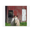 horsew-barn postcards by kathiscc horsew-barn postcards