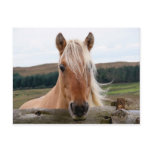 Horsie Post Card