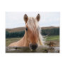 Horsie Post Card