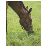 Horsing Around flyers