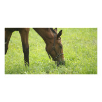 Horsing Around photo cards