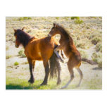 Horsing Around Post Cards