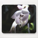 Hosta01 mousepads by Sarahsmile Hosta01 mousepads