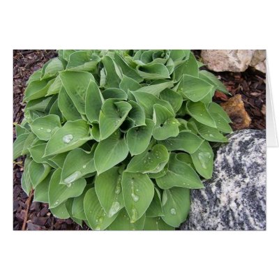 Hosta and rock cards by sdavis051