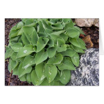Hosta and rock cards