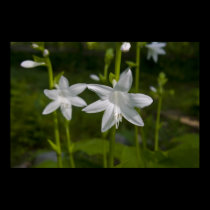 Hosta bloom print posters