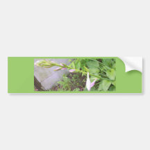 Hosta Buds Bumper Sticker